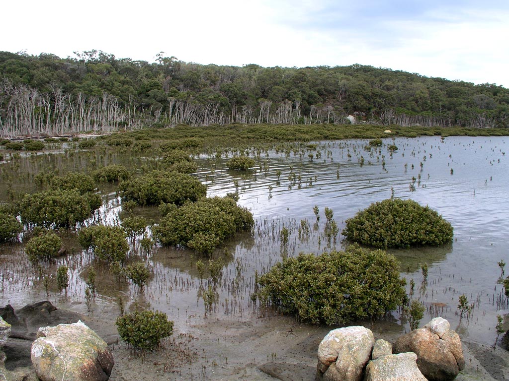 dwarf mangrove community